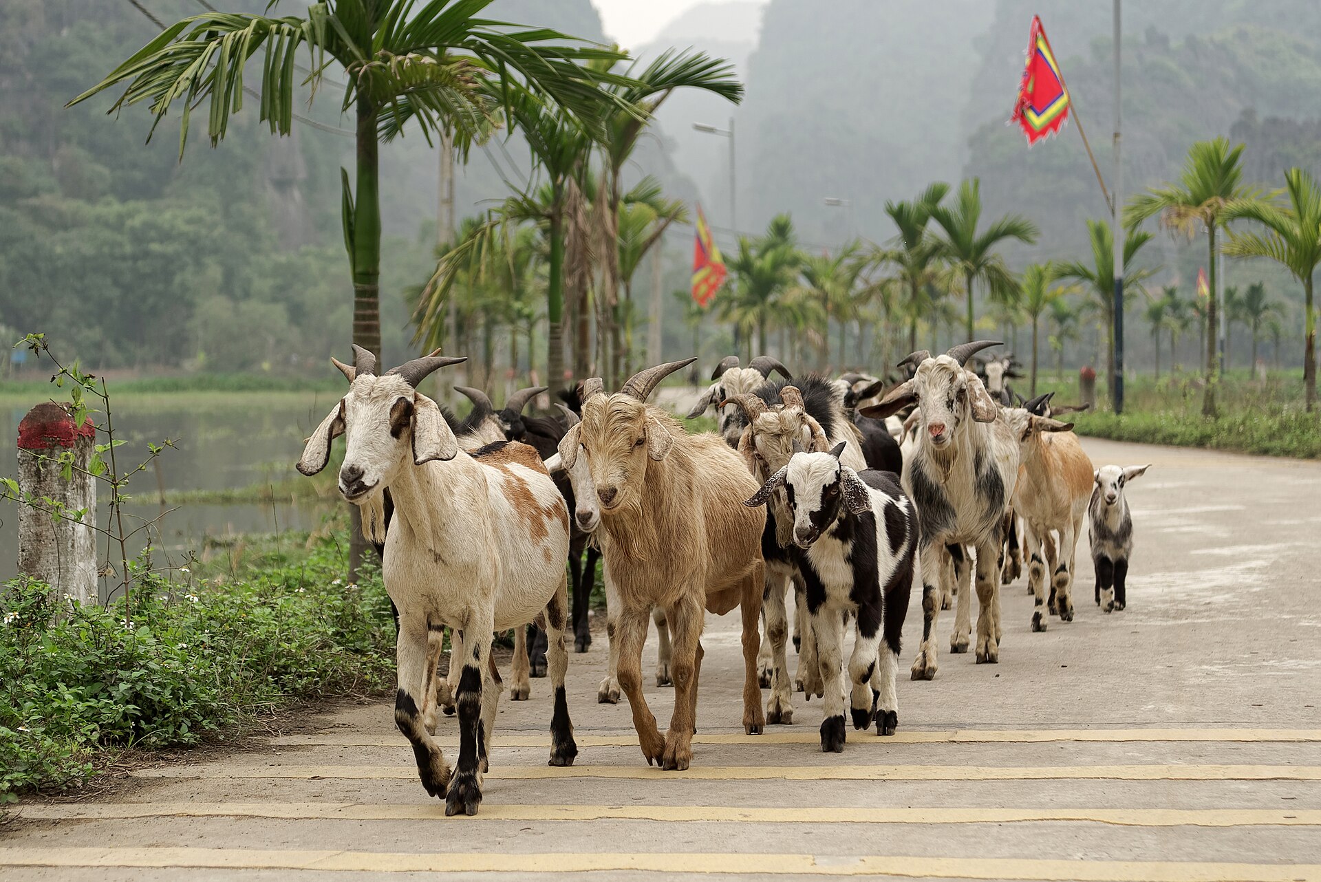 Sông và núi đá vôi ở Tràng An lúc sáng sớm